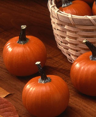 Wee B Little Pumpkin